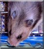 Sparkey the Syrian Hamster