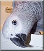 Elliot the Congo African Grey