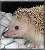 Murray the African Pygmy Hedgehog