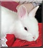 Spargel the Dwarf Rabbit