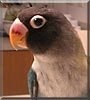 Teddy the Blue Masked Lovebird