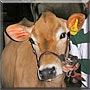 Passion the Jersey Cow