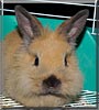 Butterscotch the Mini Rex, Dwarf Rabbit