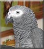Popeye the Congo African Grey