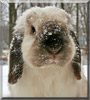 Flanel the Holland Lop Rabbit