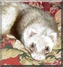 Cinnamon the Ferret