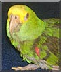 Cinders the Amazon Parrot
