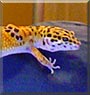 Gizmo the Leopard gecko