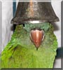 Dolly the Blue crown conure