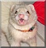 Howl the Ferret