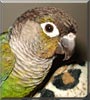 Horacio the Green Conure