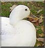 Little Buddy the Snowy Mallard