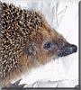 Maddy the European hedgehog