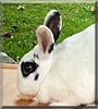Ricky the Rabbit