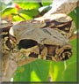 Nicole the Peruvian Redtail Boa