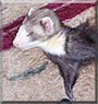 Oliver the Ferret
