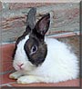 Moscardo the Dutch Dwarf Rabbit
