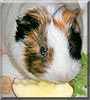 Ralph the Guinea Pig