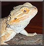 Chowder the Bearded Dragon