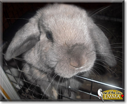 Emma, the Pet of the Day Emma, the Pet of the Day