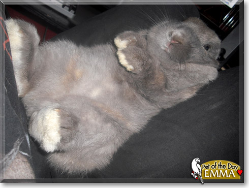 Emma, the Pet of the Day Emma, the Pet of the Day
