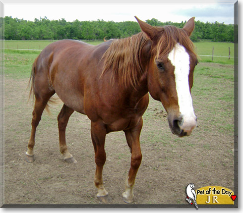 JR, the Pet of the Day JR, the Pet of the Day