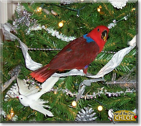 Chloe, the Pet of the Day Chloe, the Pet of the Day