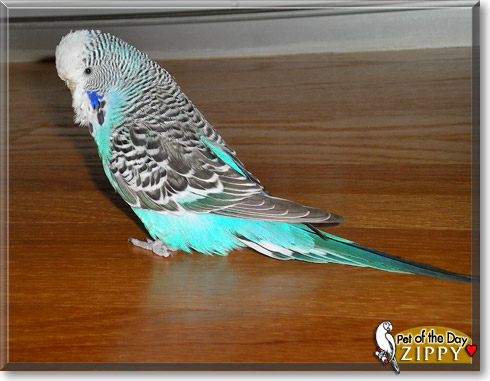 Zippy, the Pet of the Day