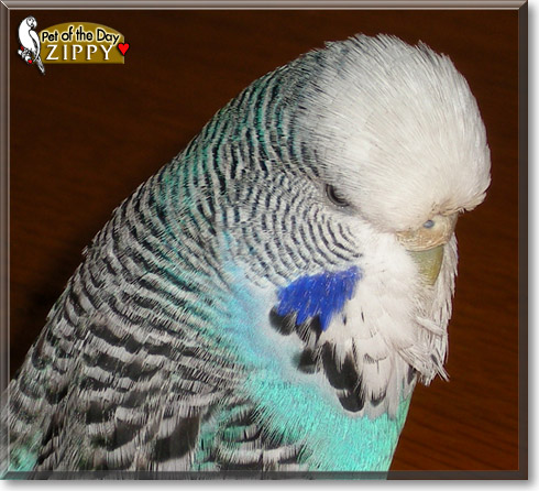 Zippy, the Pet of the Day