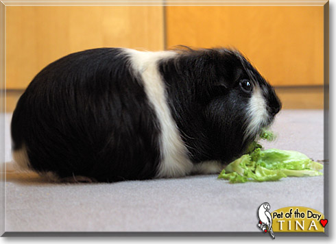 Tina, the Pet of the Day Tina, the Pet of the Day