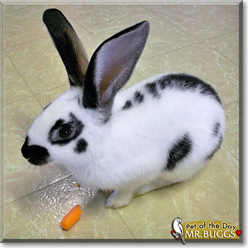 Mr. Buggs, the Pet of the Day Mr. Buggs, the Pet of the Day