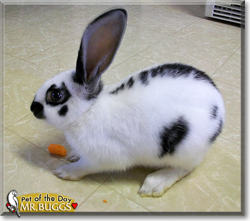 Mr. Buggs, the Pet of the Day Mr. Buggs, the Pet of the Day