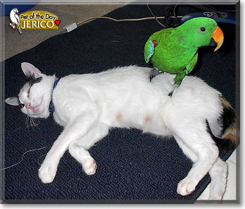 Jerico, the Pet of the Day Jerico, the Pet of the Day