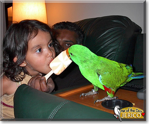 Jerico, the Pet of the Day Jerico, the Pet of the Day