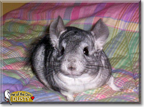Dusty, the Pet of the Day Dusty, the Pet of the Day