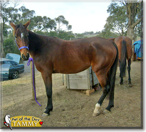 Tammy, the Pet of the Day Tammy, the Pet of the Day