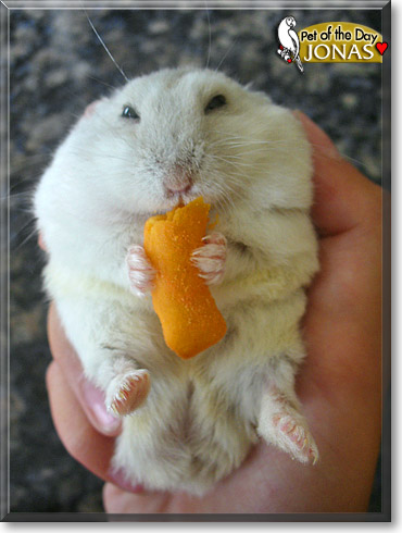 My Russian dwarf hamster, Scabbers. :) (He's eating a corn flake