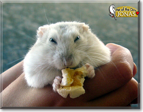 Jonas, the Pet of the Day Jonas, the Pet of the Day