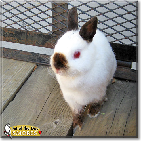 Smores, the Pet of the Day Smores, the Pet of the Day