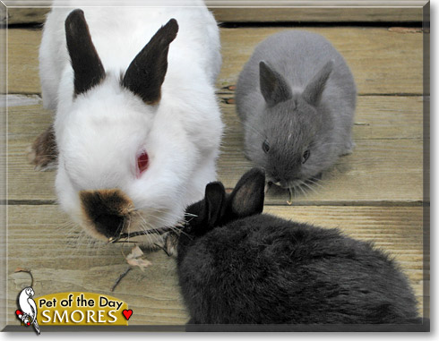 Smores, the Pet of the Day Smores, the Pet of the Day