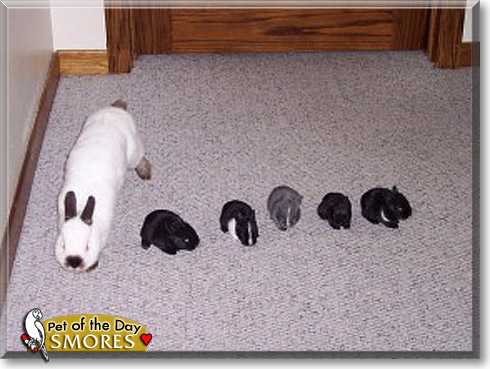 Smores, the Pet of the Day Smores, the Pet of the Day