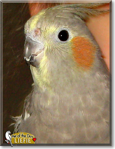 Liefie, the Pet of the Day