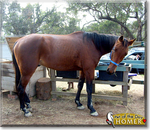 Homer, the Pet of the Day