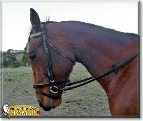 Homer, the Pet of the Day