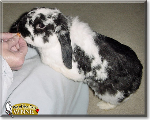 Winnie, the Pet of the Day Winnie, the Pet of the Day