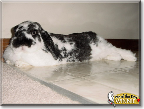 Winnie, the Pet of the Day Winnie, the Pet of the Day