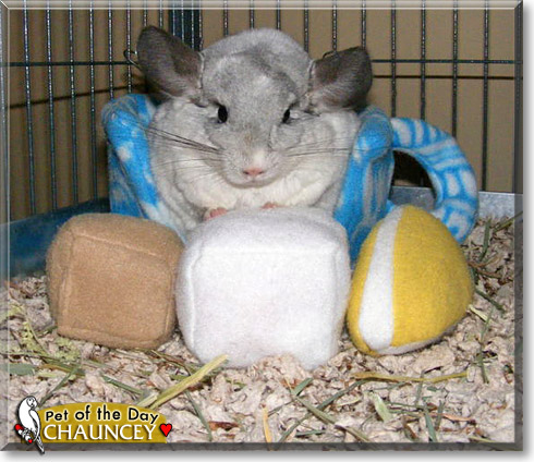 Chauncey, the Pet of the Day Chauncey, the Pet of the Day