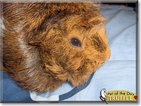 Truffle, the Pet of the Day Truffle, the Pet of the Day