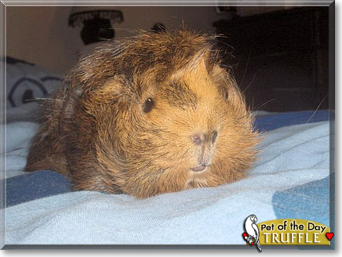 Truffle, the Pet of the Day Truffle, the Pet of the Day