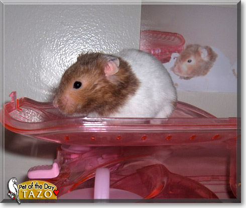 Tazo, the Pet of the Day